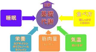 基礎代謝UP.jpg